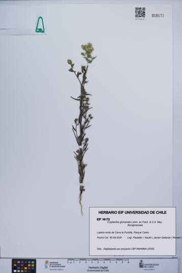 Cryptantha glomerata [Espécimen: UCH:EIF:0018172]