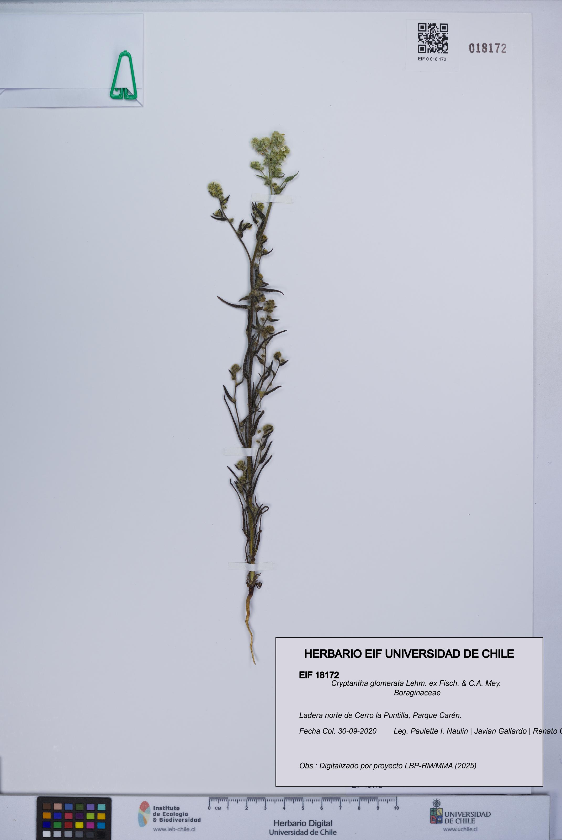 Cryptantha glomerata [Espécimen: UCH:EIF:0018172]