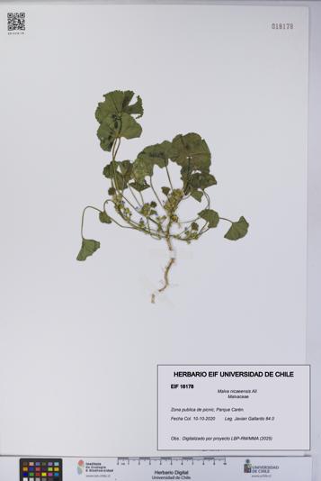Malva nicaeensis [Espécimen: UCH:EIF:0018178]
