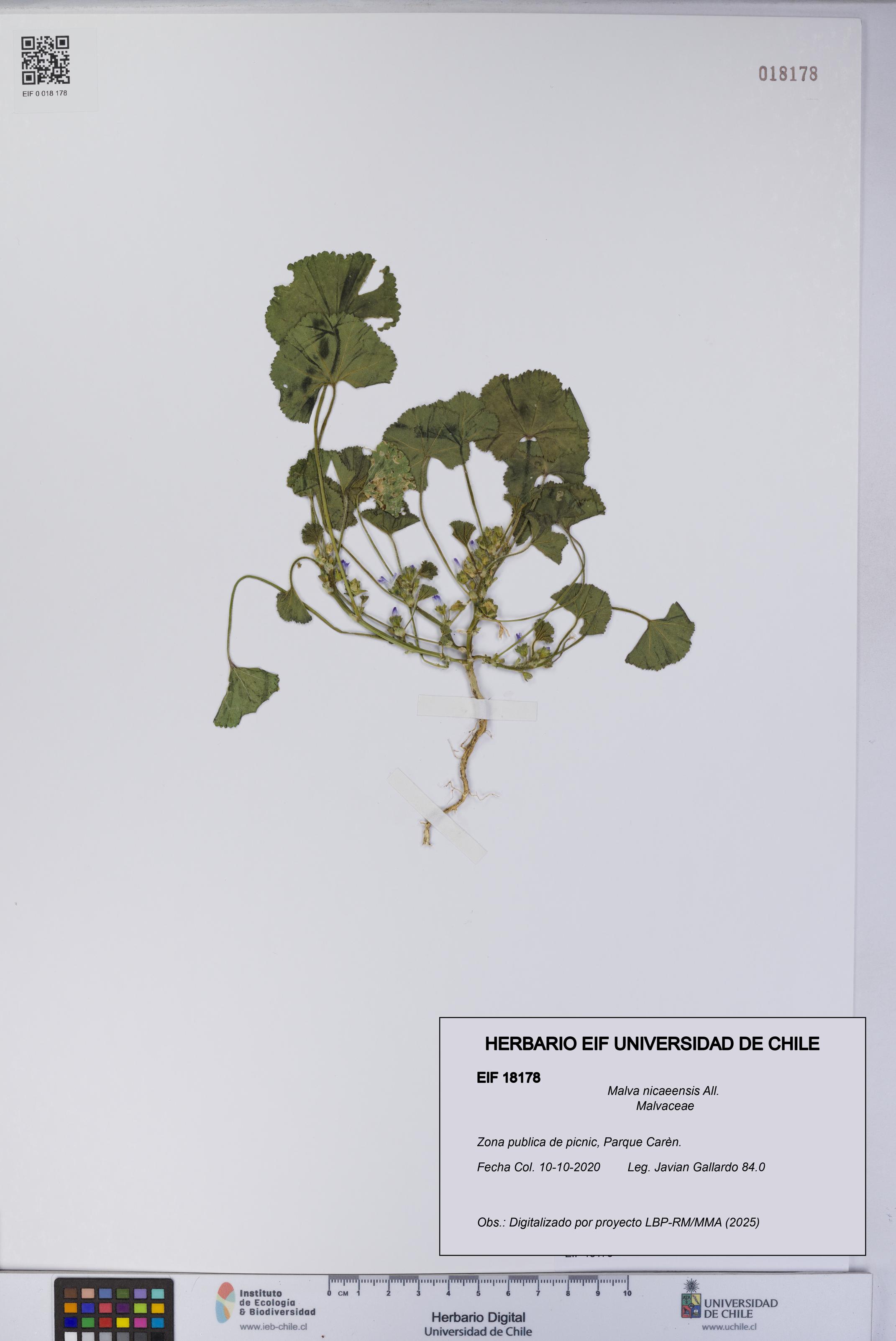Malva nicaeensis [Espécimen: UCH:EIF:0018178]