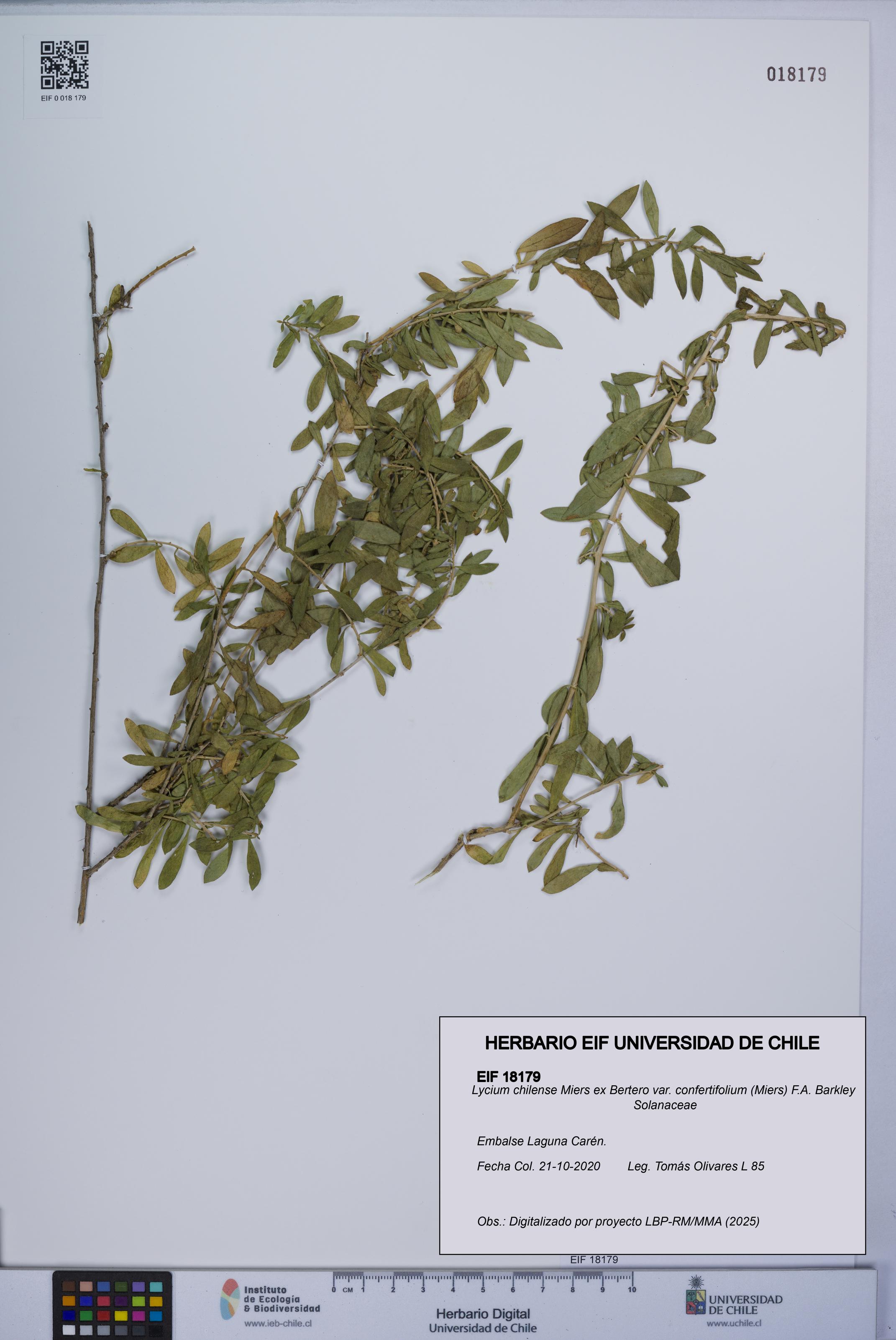 Lycium chilense [Espécimen: UCH:EIF:0018179]