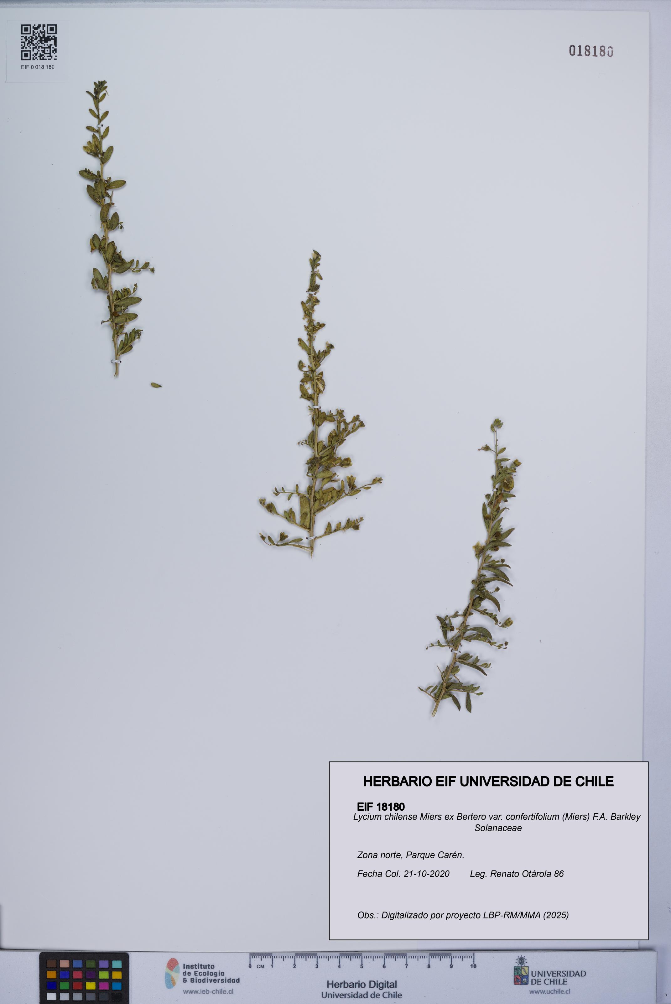 Lycium chilense [Espécimen: UCH:EIF:0018180]