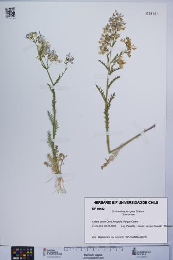 Schizanthus porrigens [Espécimen: UCH:EIF:0018182]