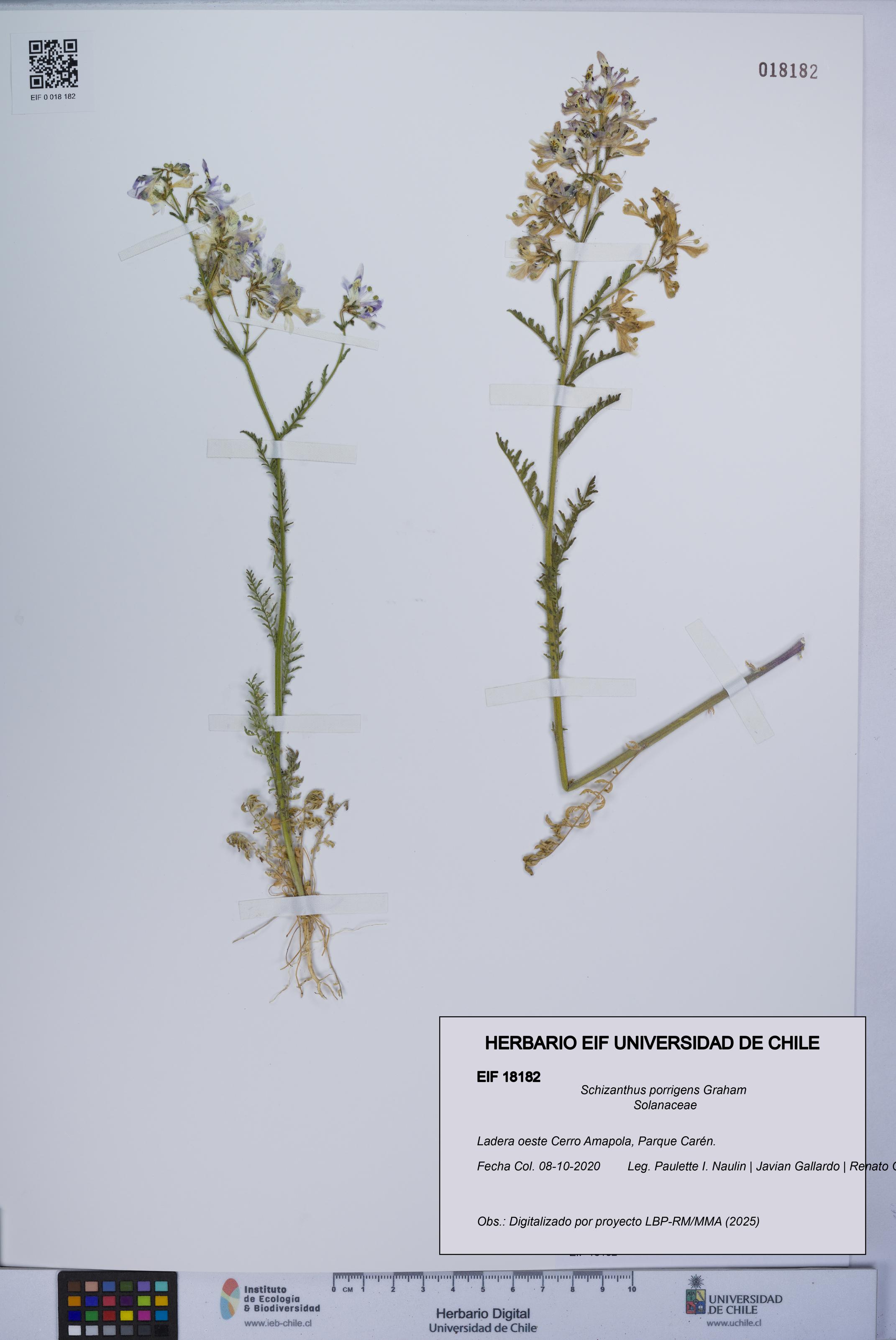 Schizanthus porrigens [Espécimen: UCH:EIF:0018182]