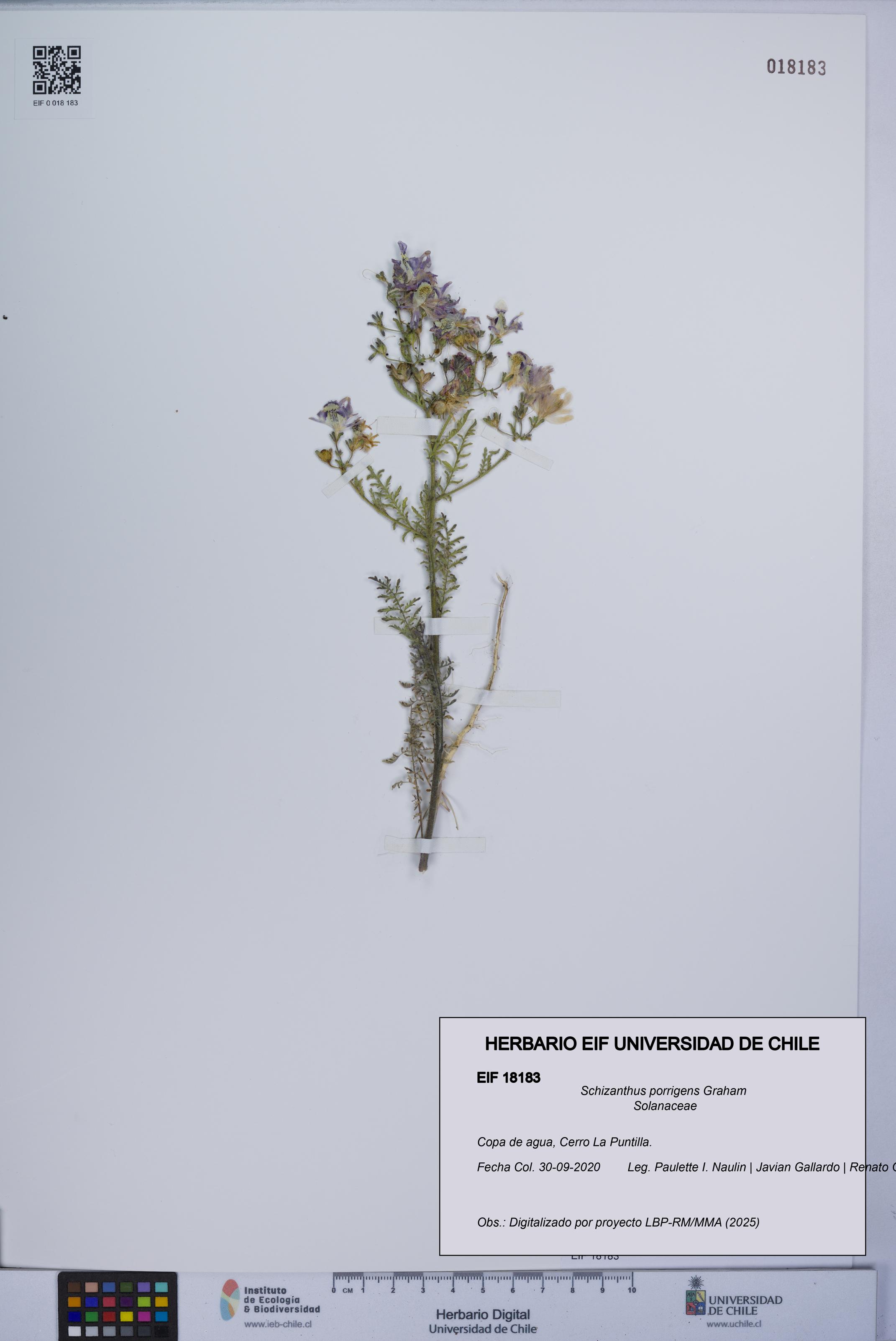 Schizanthus porrigens [Espécimen: UCH:EIF:0018183]