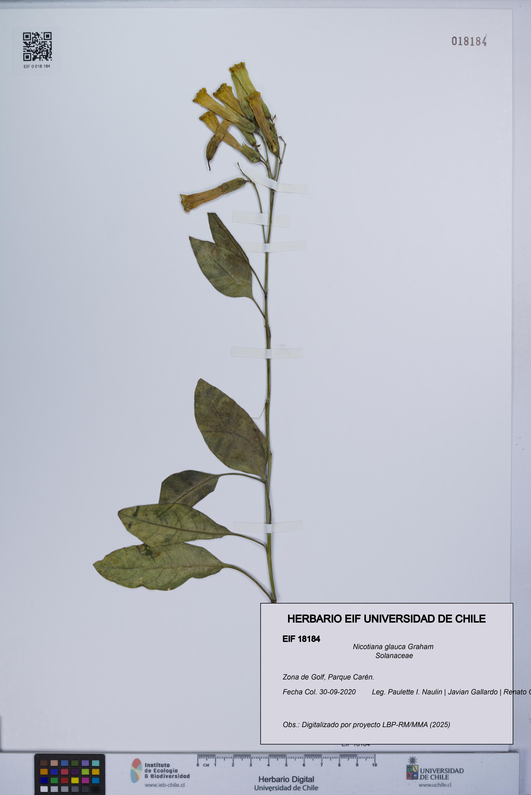 Nicotiana glauca [Espécimen: UCH:EIF:0018184]