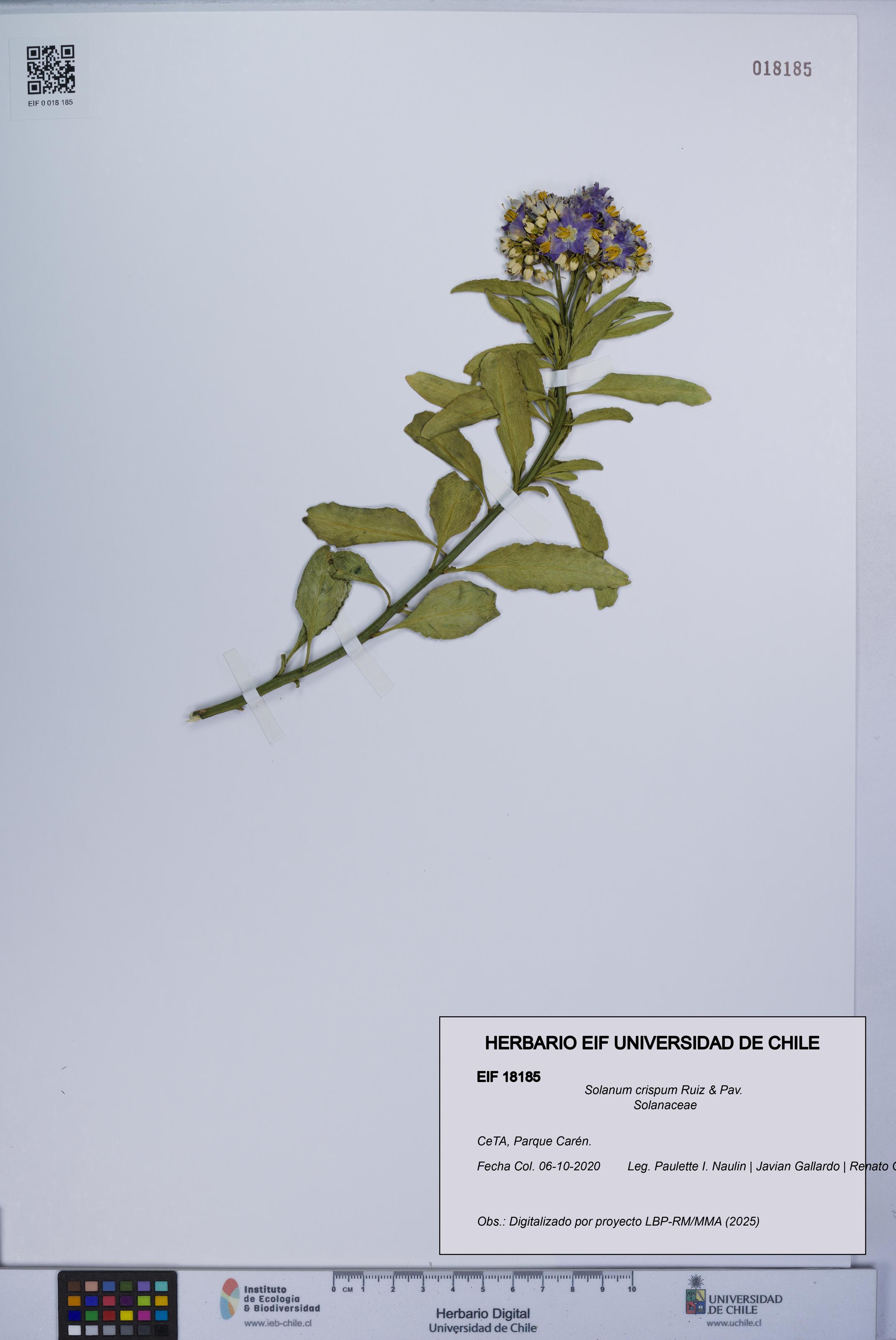 Solanum crispum [Espécimen: UCH:EIF:0018185]