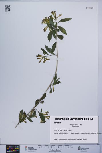 Cestrum parqui [Espécimen: UCH:EIF:0018186]