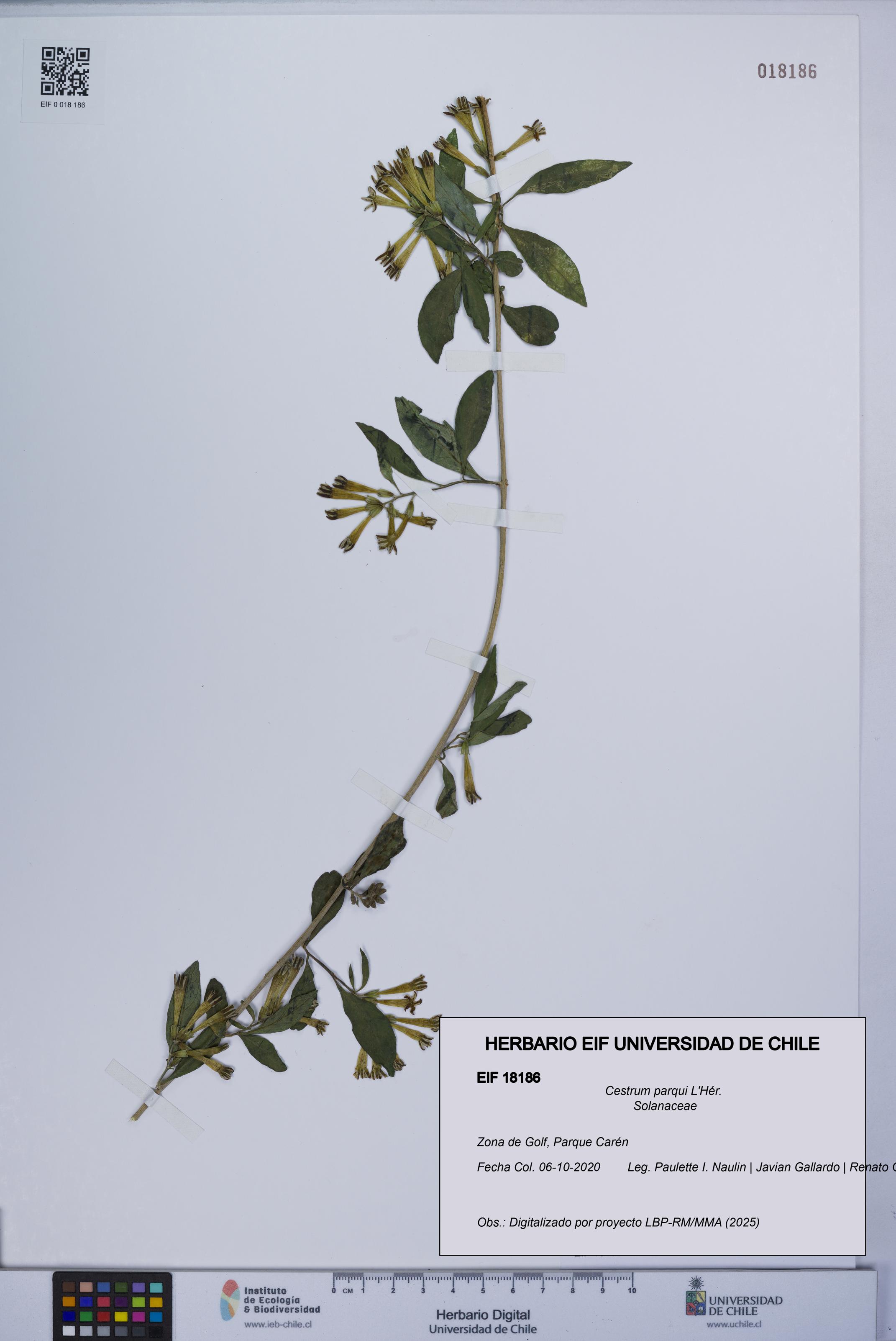 Cestrum parqui [Espécimen: UCH:EIF:0018186]