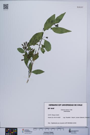 Cestrum parqui [Espécimen: UCH:EIF:0018187]