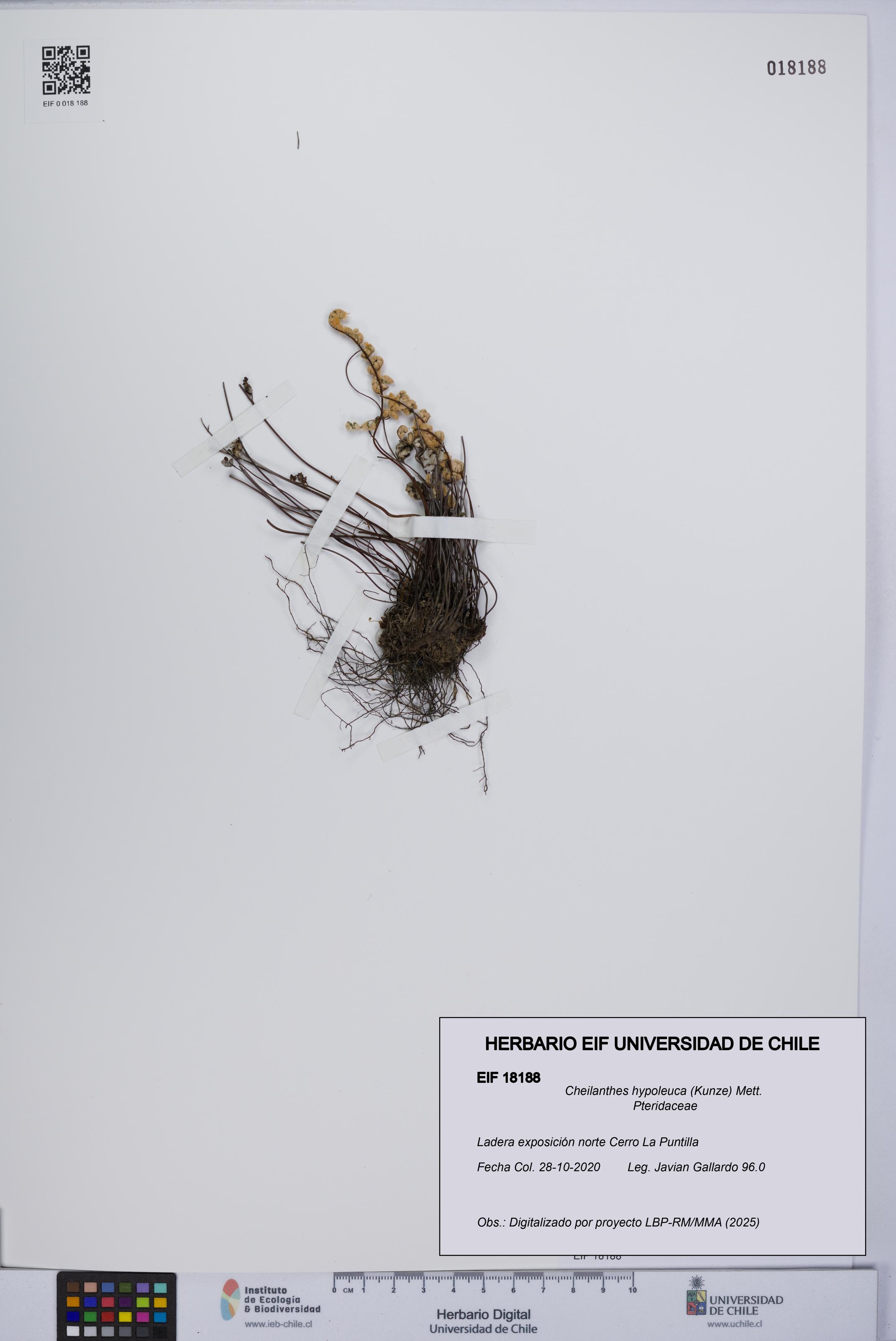 Cheilanthes hypoleuca [Espécimen: UCH:EIF:0018188]