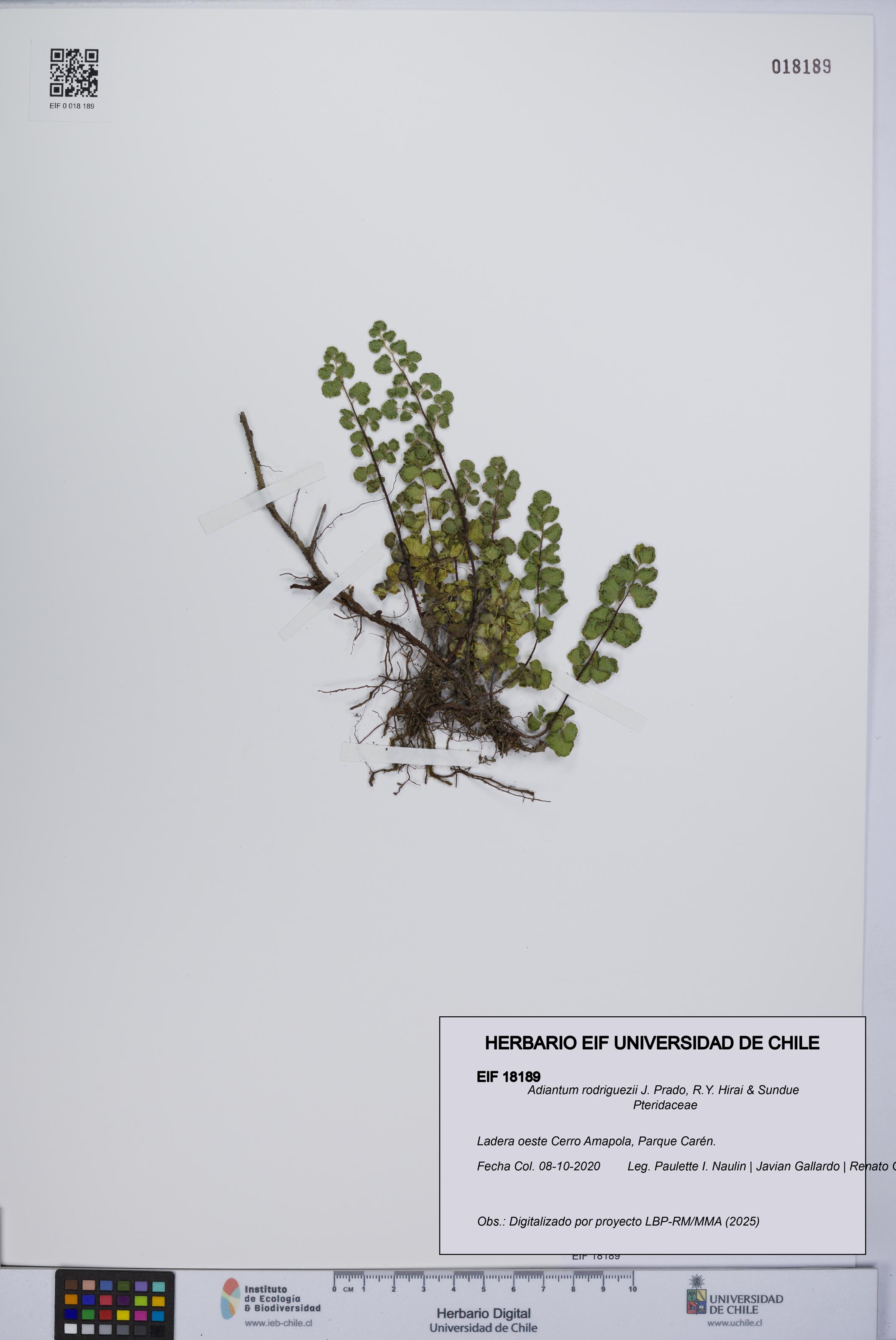 Adiantum rodriguezii [Espécimen: UCH:EIF:0018189]