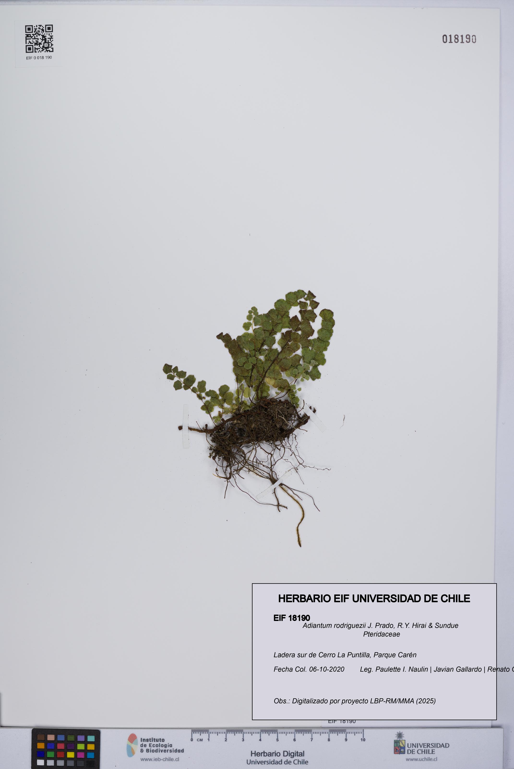 Adiantum rodriguezii [Espécimen: UCH:EIF:0018190]