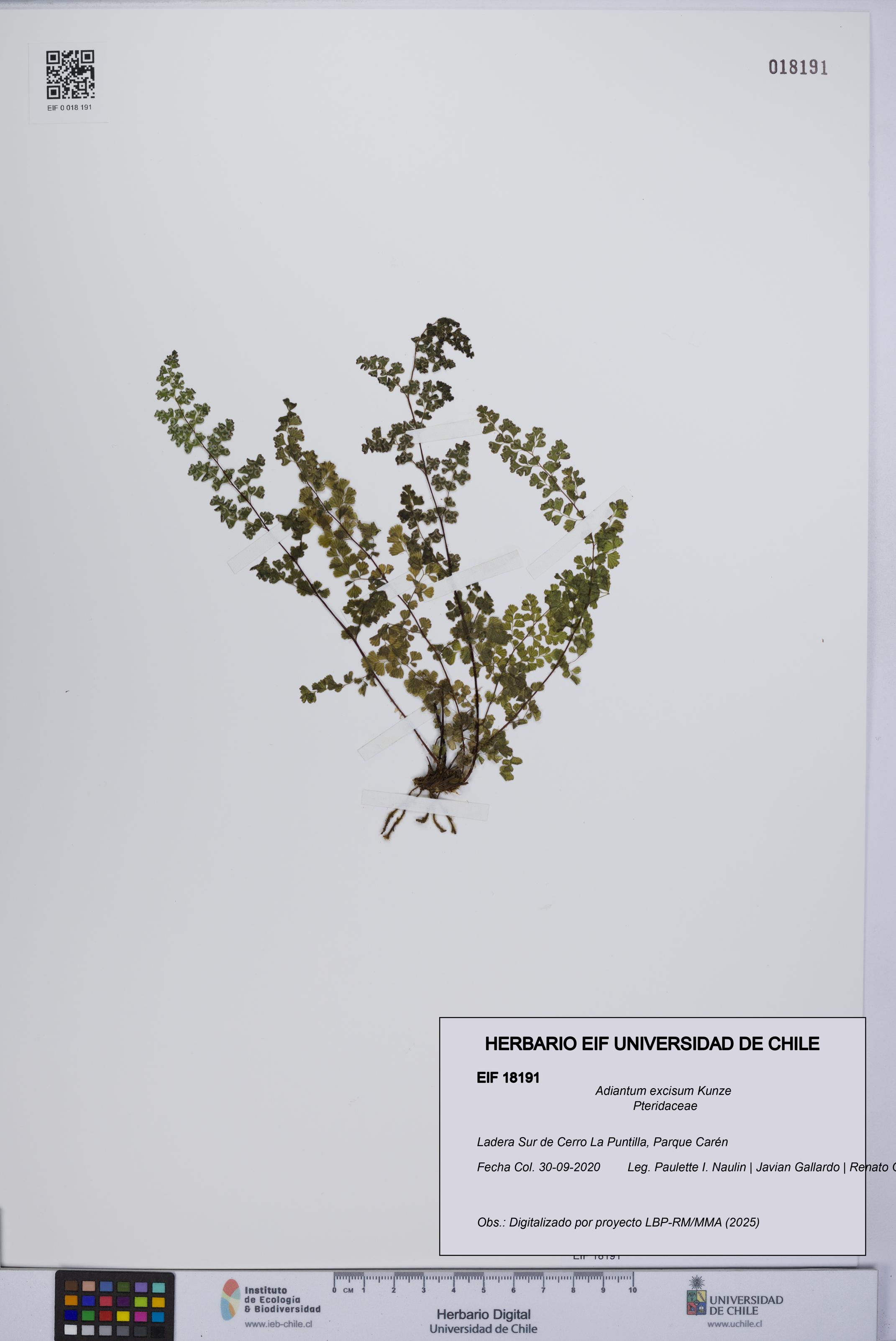 Adiantum excisum [Espécimen: UCH:EIF:0018191]