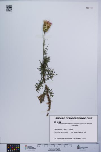 Plectocephalus chilensis var. chilensis [Espécimen: UCH:EIF:0018192]