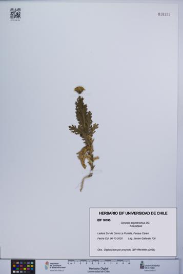 Senecio adenotrichius [Espécimen: UCH:EIF:0018193]