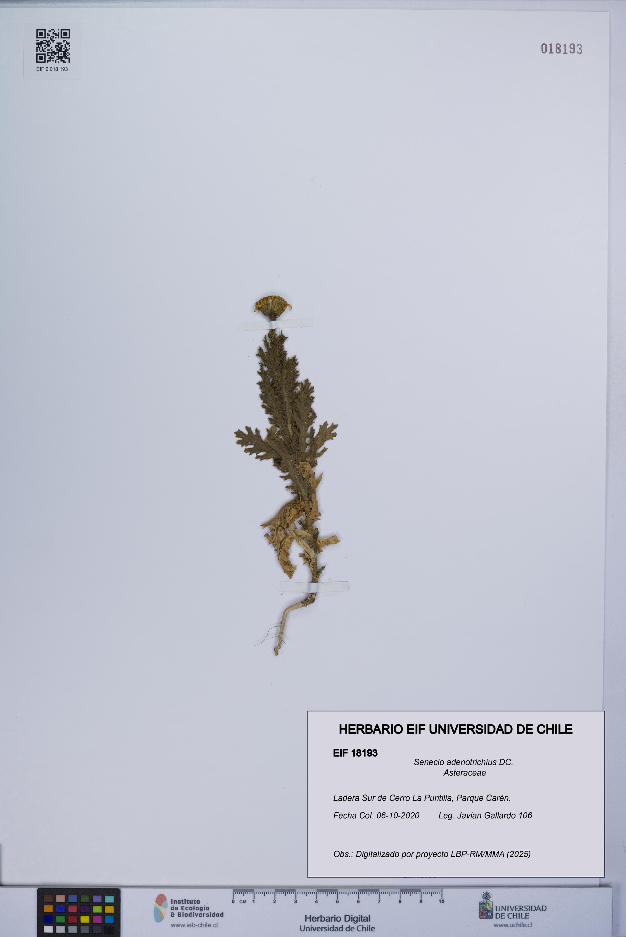 Senecio adenotrichius [Espécimen: UCH:EIF:0018193]