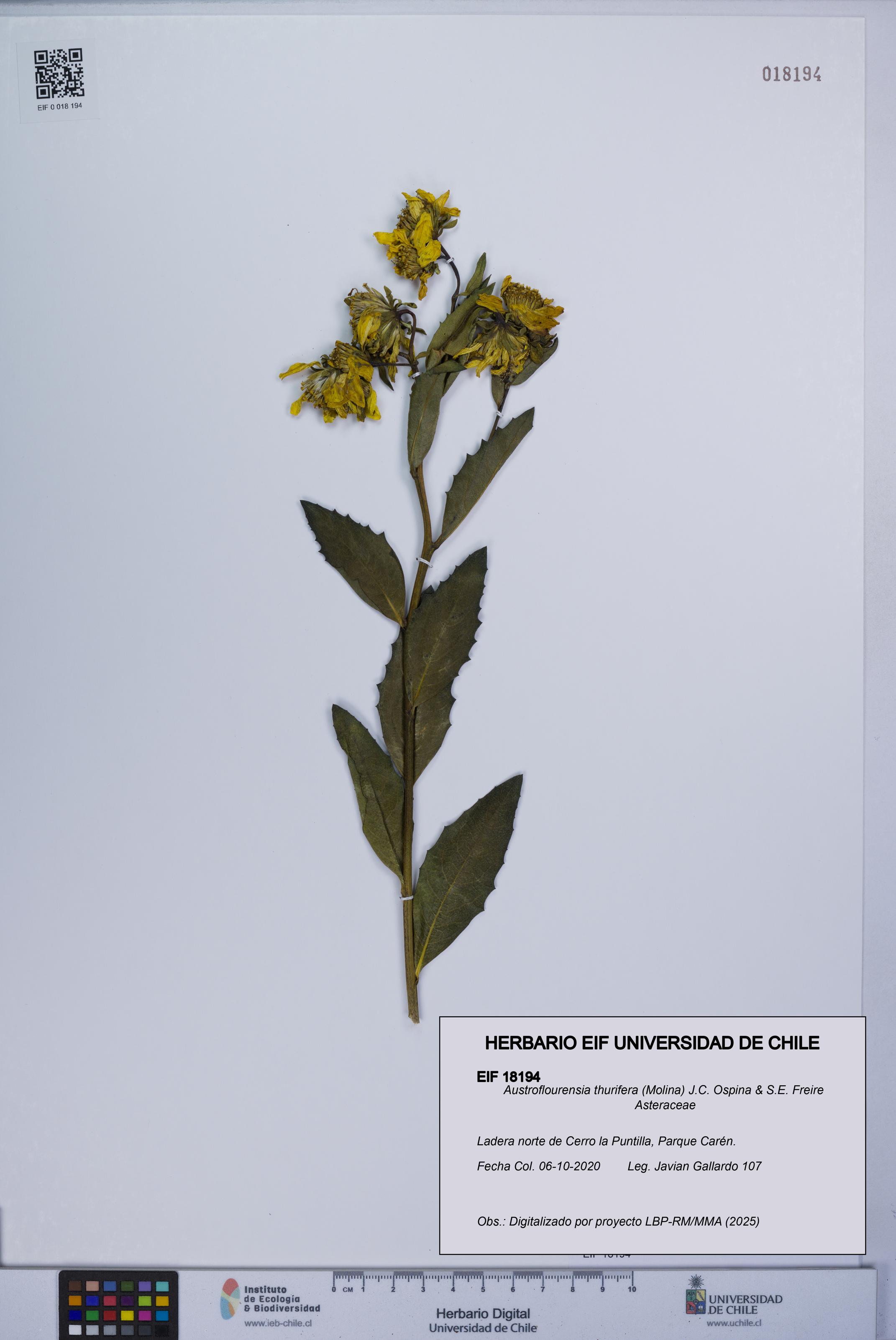 Austroflourensia thurifera [Espécimen: UCH:EIF:0018194]