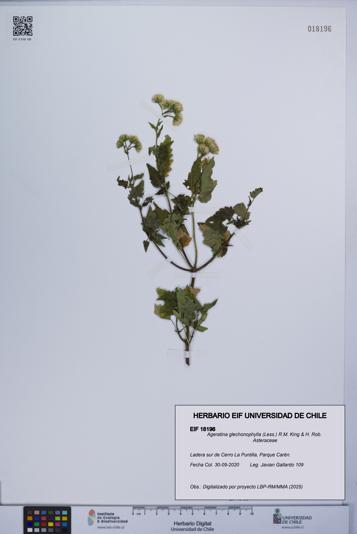 Ageratina glechonophylla [Espécimen: UCH:EIF:0018196]
