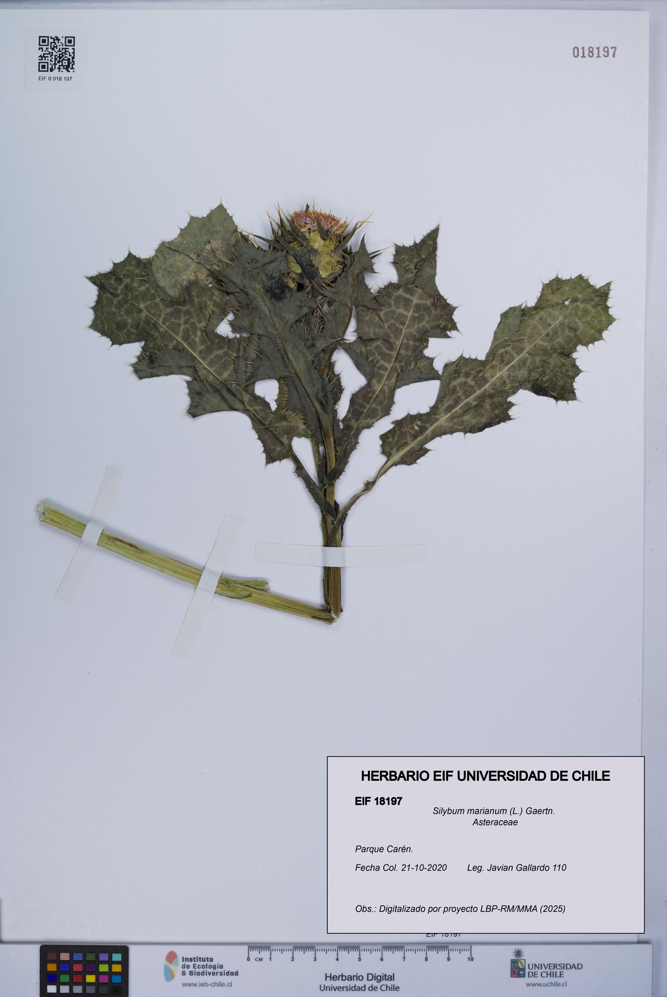 Silybum marianum [Espécimen: UCH:EIF:0018197]