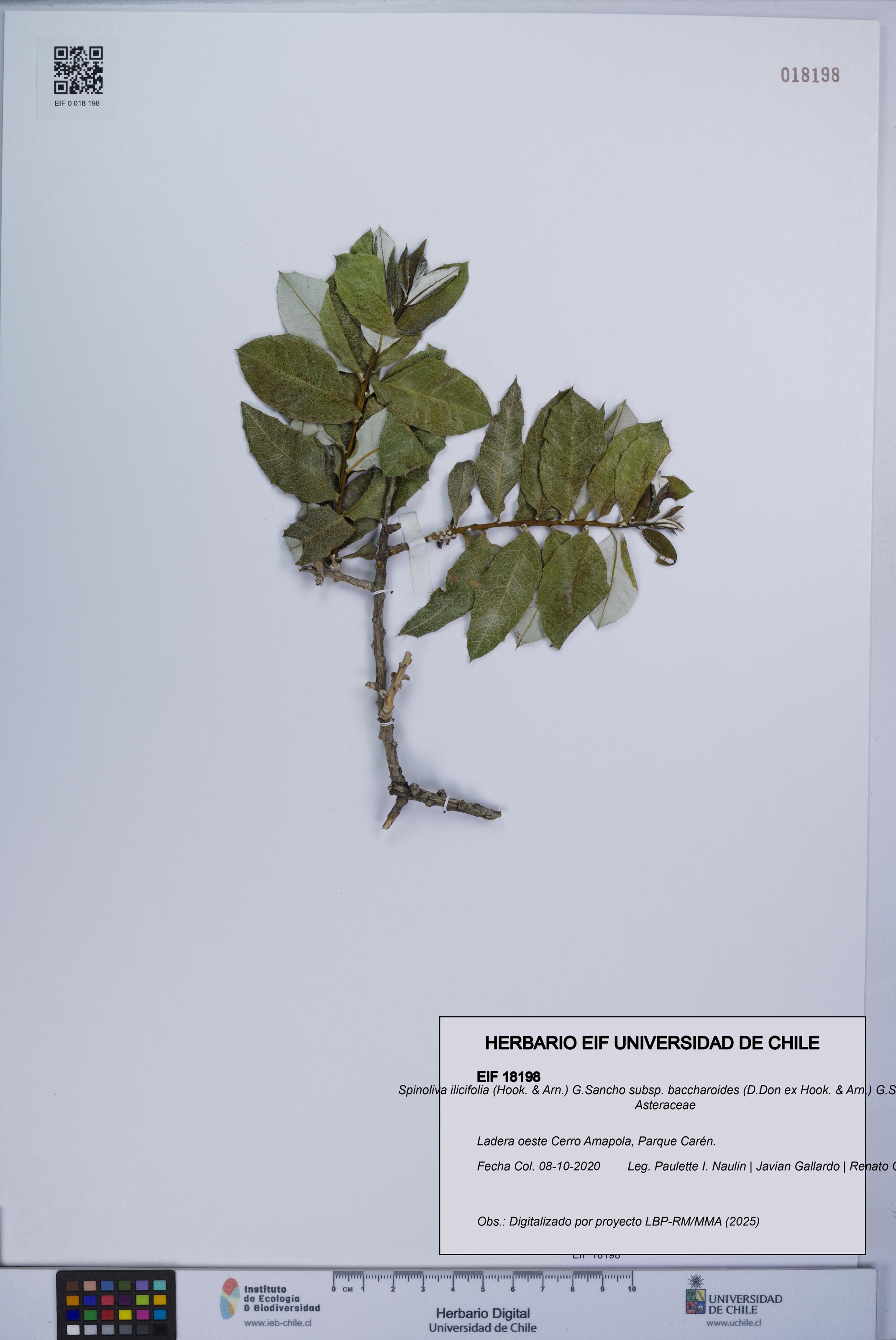 Spinoliva ilicifolia subsp. baccharoides [Espécimen: UCH:EIF:0018198]