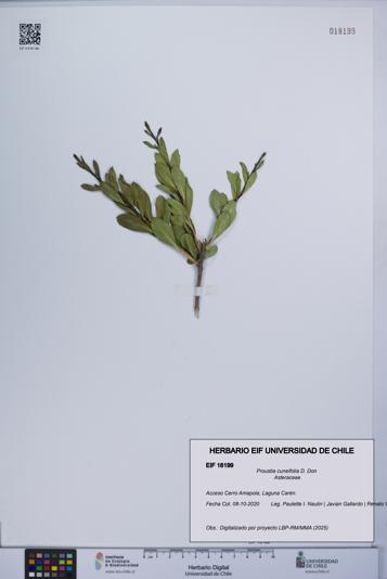 Proustia cuneifolia [Espécimen: UCH:EIF:0018199]
