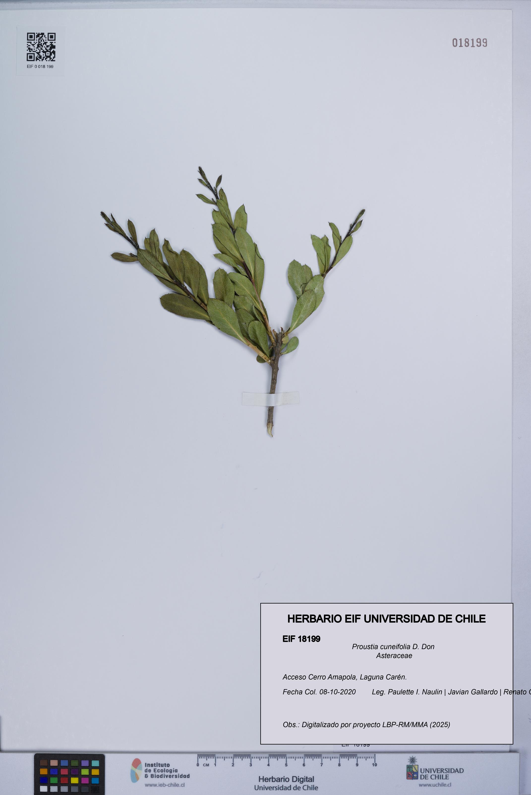 Proustia cuneifolia [Espécimen: UCH:EIF:0018199]