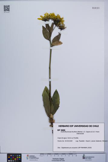 Austroflourensia thurifera [Espécimen: UCH:EIF:0018200]