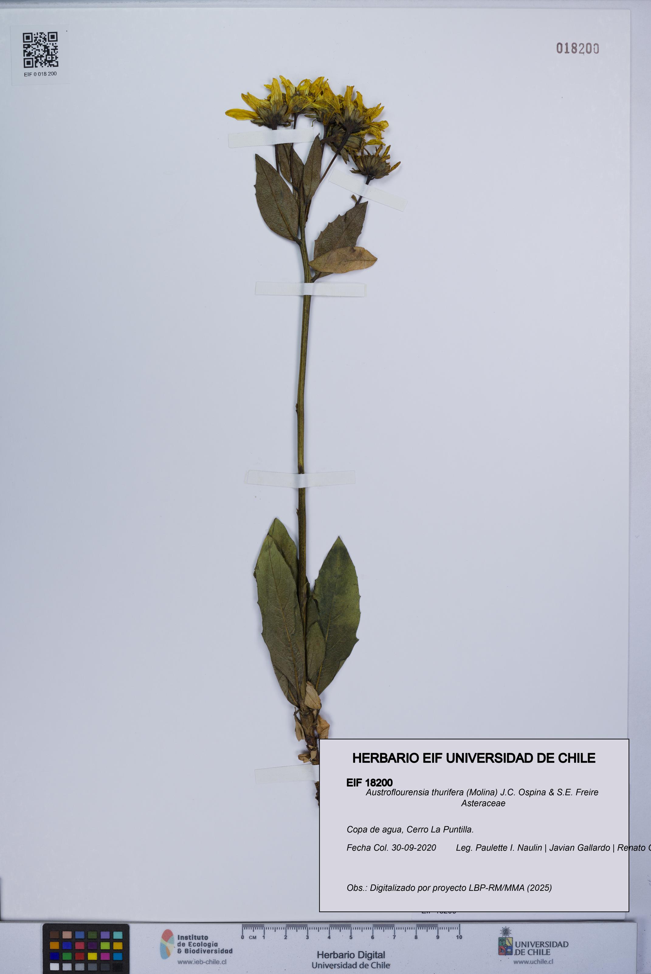 Austroflourensia thurifera [Espécimen: UCH:EIF:0018200]