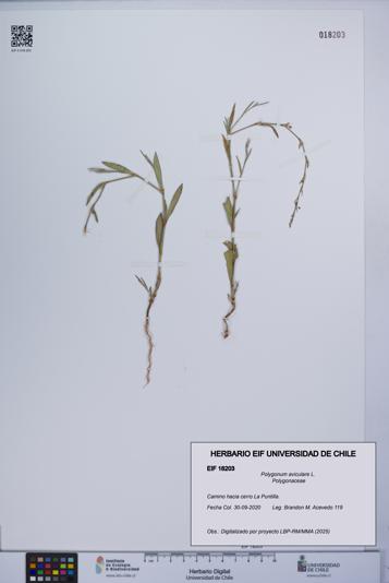 Polygonum aviculare [Espécimen: UCH:EIF:0018203]
