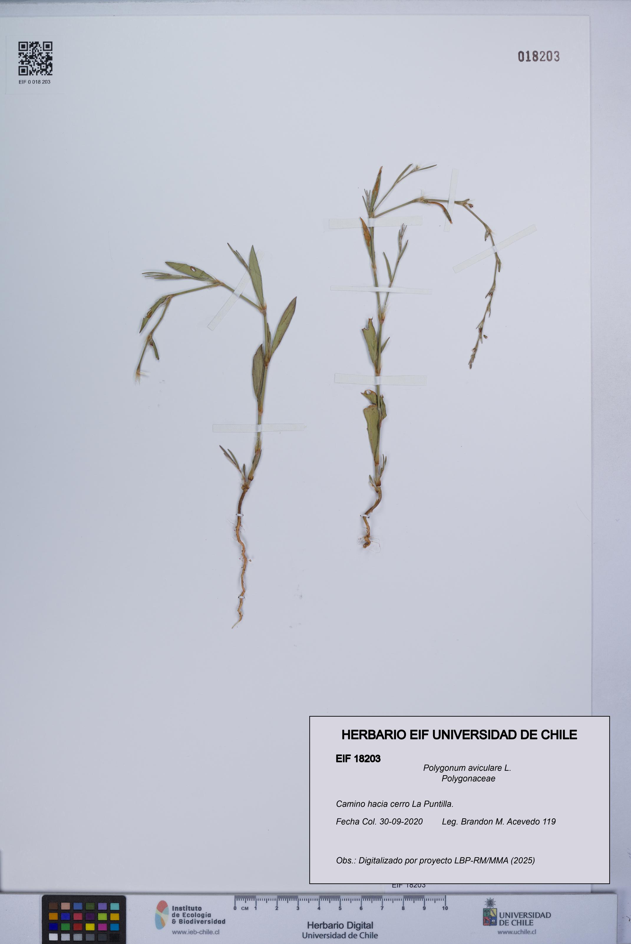 Polygonum aviculare [Espécimen: UCH:EIF:0018203]