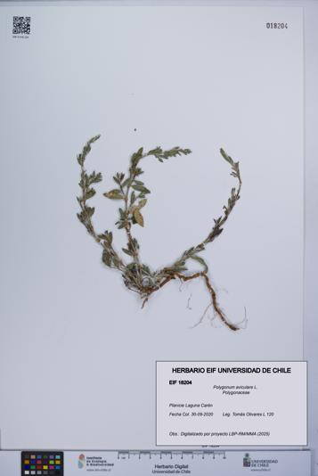 Polygonum aviculare [Espécimen: UCH:EIF:0018204]