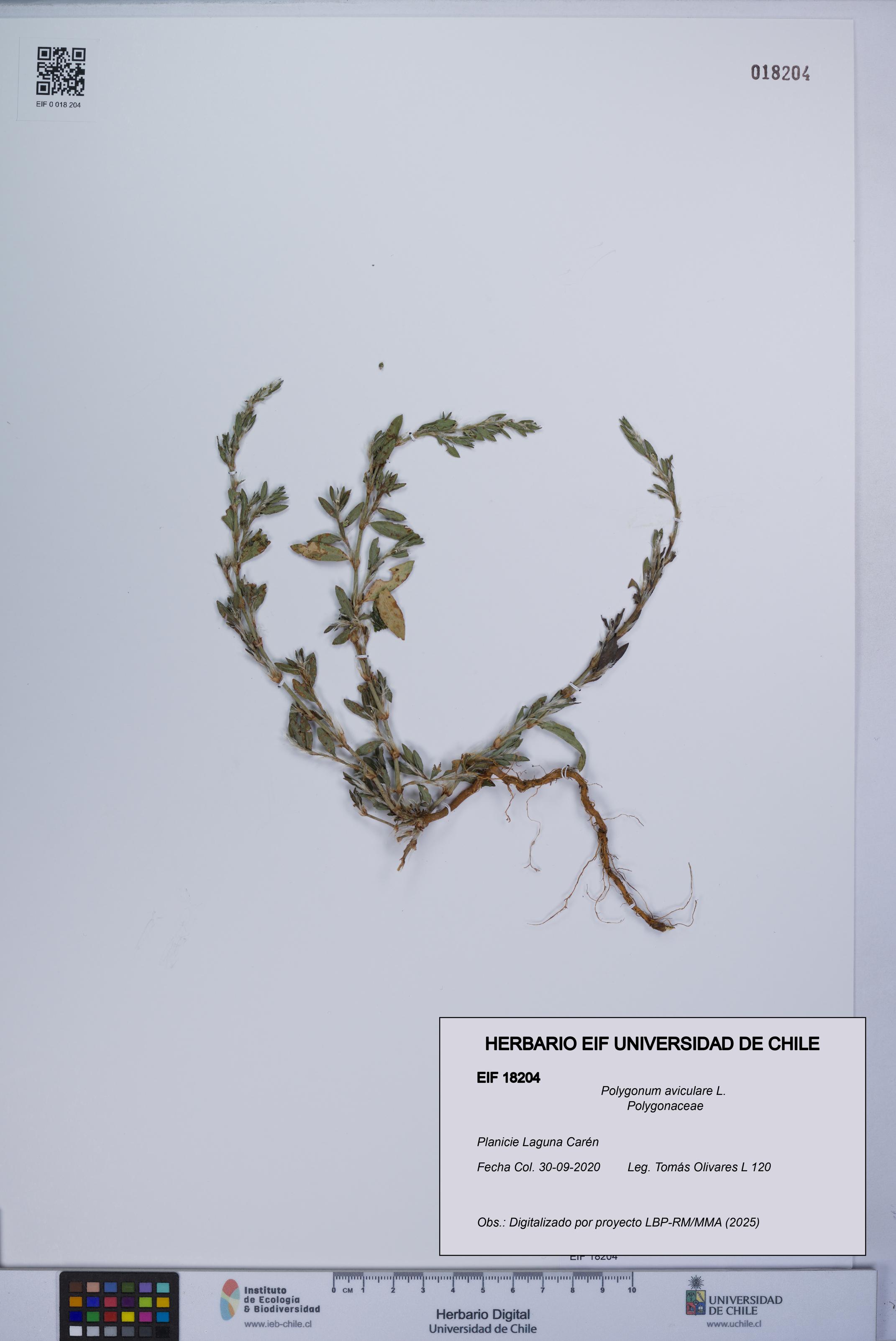 Polygonum aviculare [Espécimen: UCH:EIF:0018204]