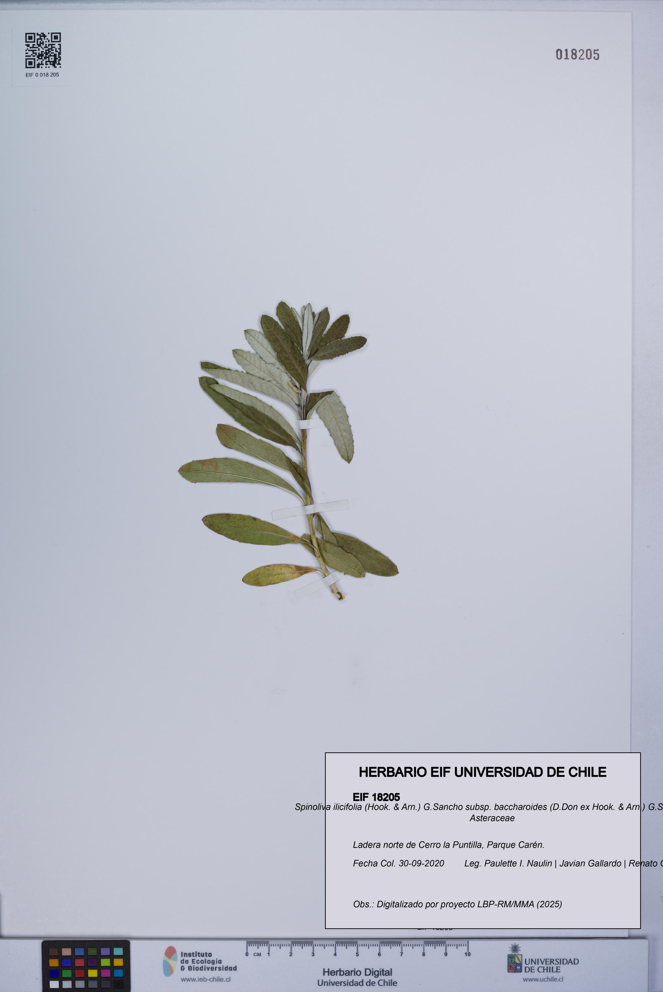 Spinoliva ilicifolia subsp. baccharoides [Espécimen: UCH:EIF:0018205]