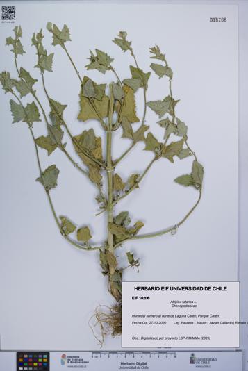 Atriplex tatarica [Espécimen: UCH:EIF:0018206]