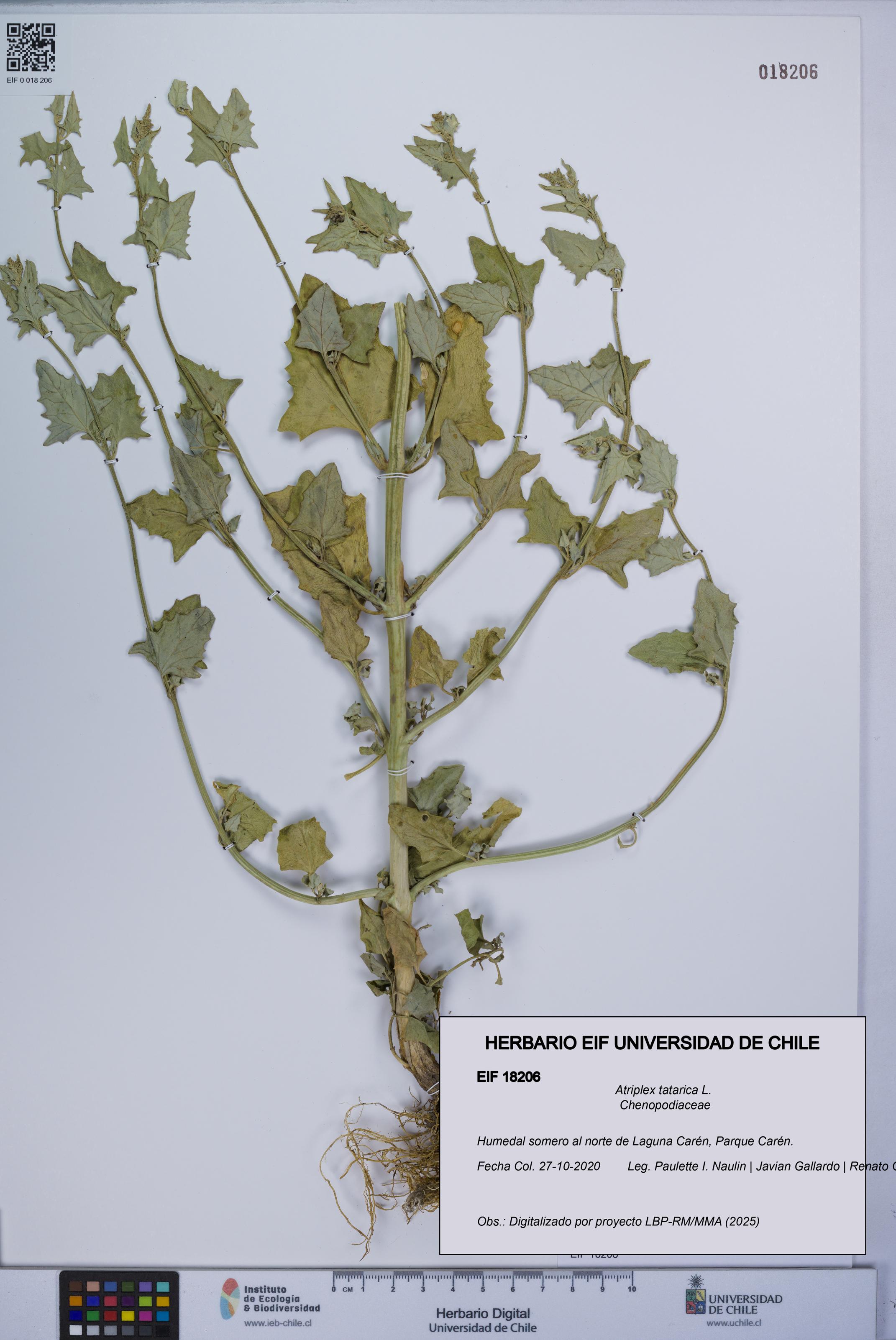 Atriplex tatarica [Espécimen: UCH:EIF:0018206]