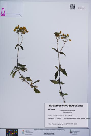Calceolaria ascendens [Espécimen: UCH:EIF:0018208]