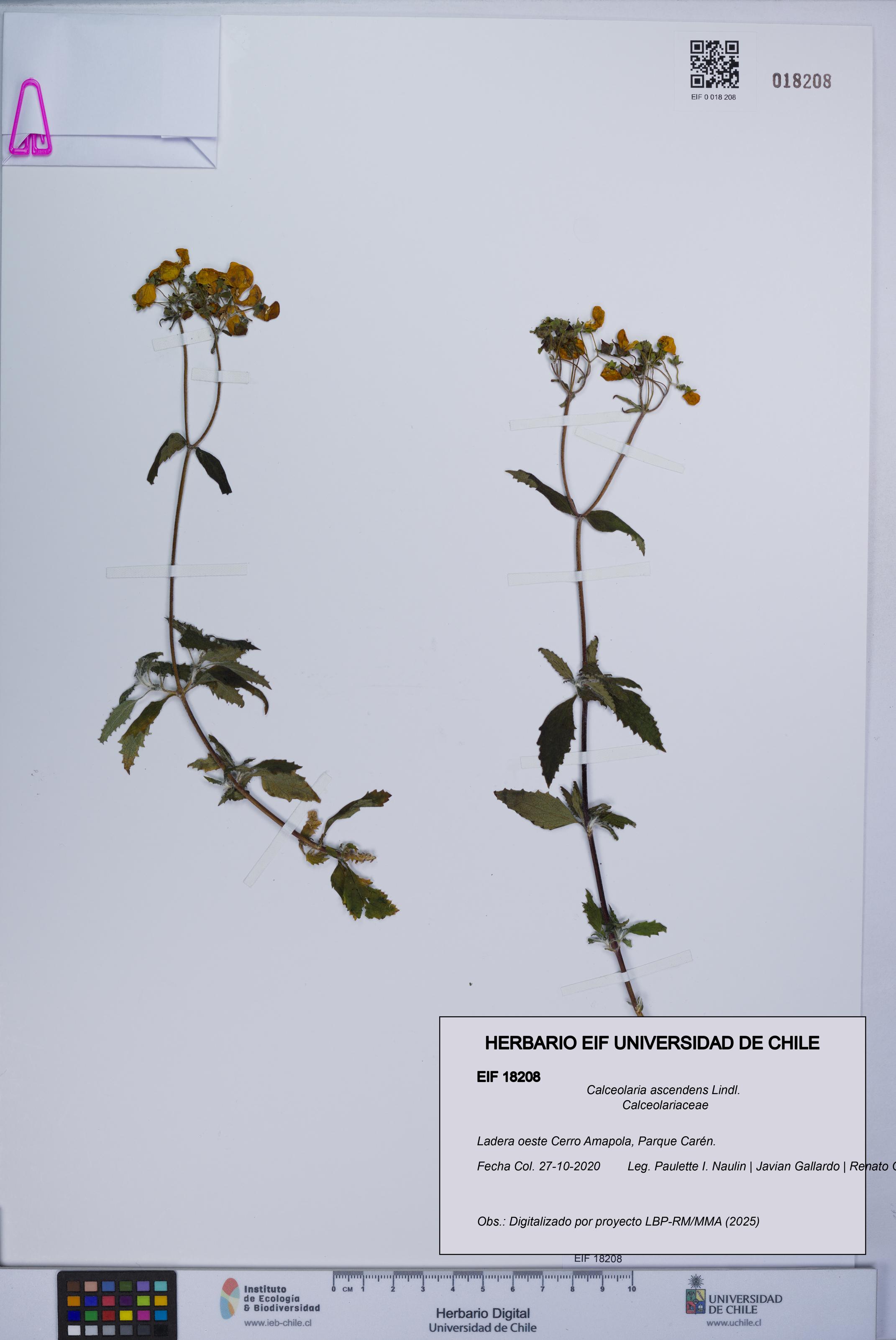 Calceolaria ascendens [Espécimen: UCH:EIF:0018208]