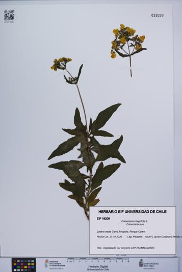 Calceolaria integrifolia [Espécimen: UCH:EIF:0018209]