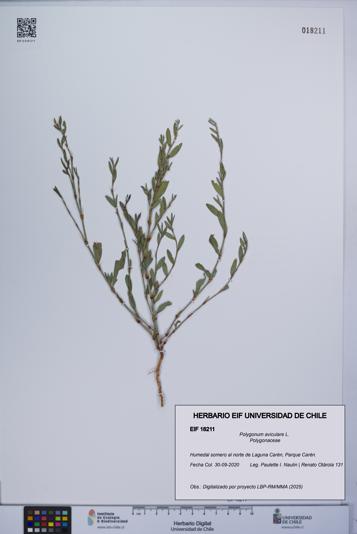 Polygonum aviculare [Espécimen: UCH:EIF:0018211]