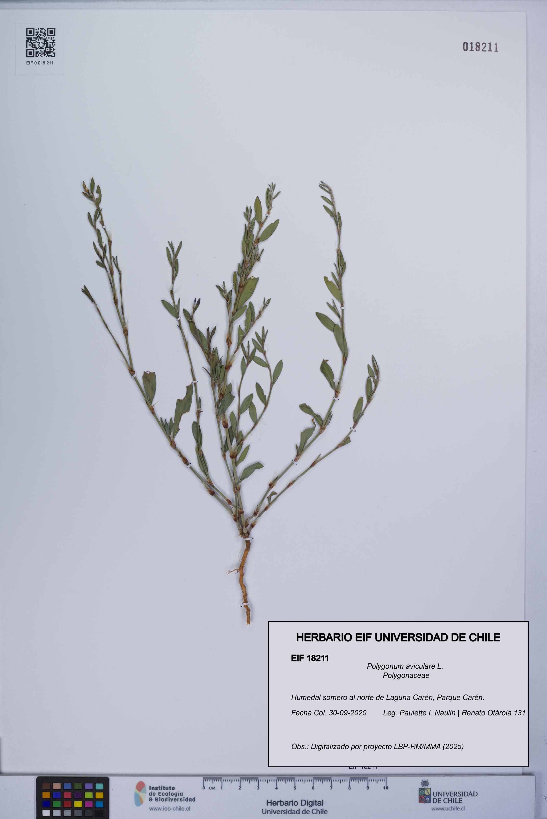 Polygonum aviculare [Espécimen: UCH:EIF:0018211]