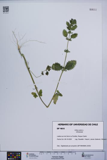Urtica urens [Espécimen: UCH:EIF:0018212]