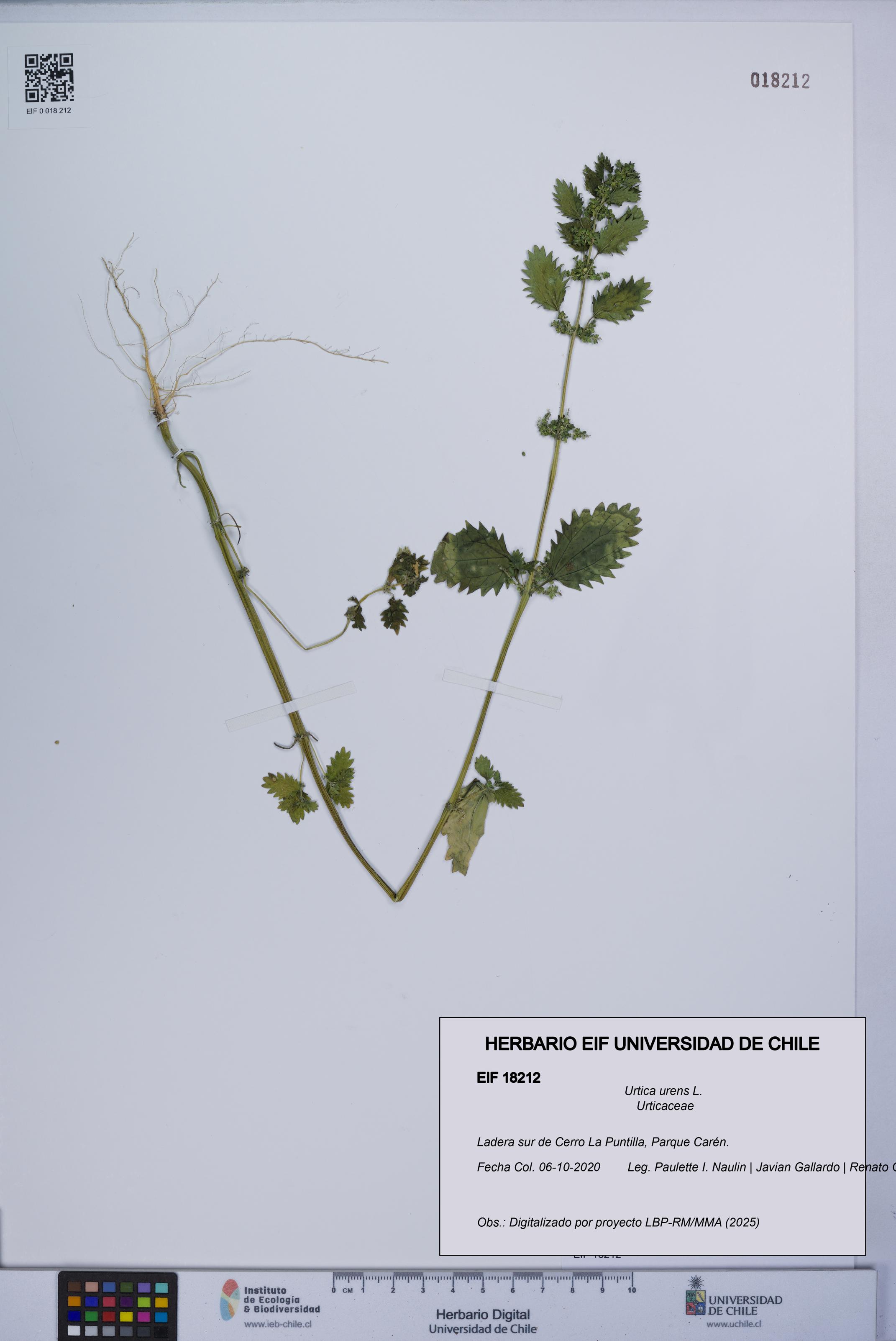 Urtica urens [Espécimen: UCH:EIF:0018212]