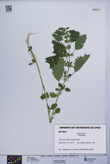 Urtica urens [Espécimen: UCH:EIF:0018213]