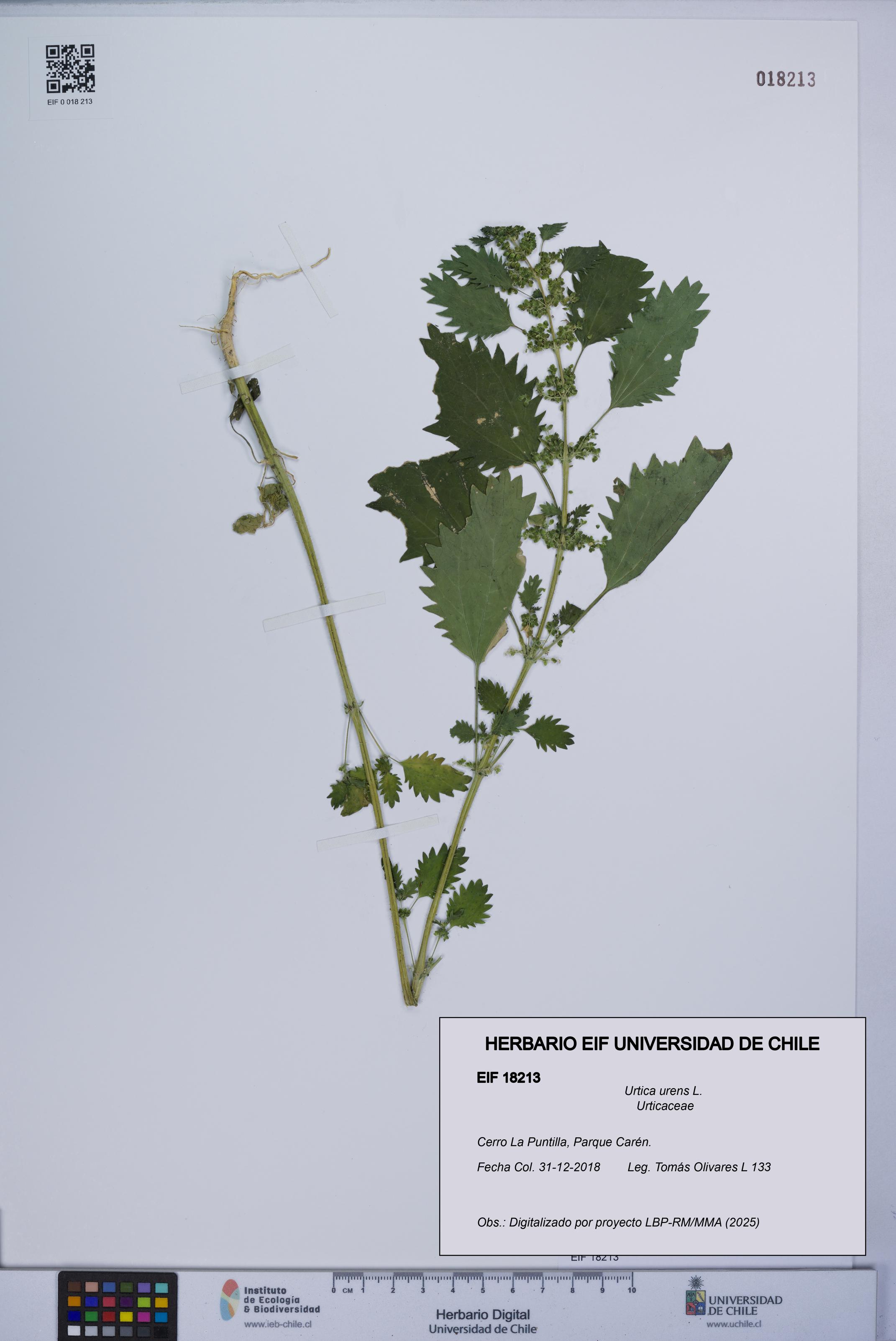 Urtica urens [Espécimen: UCH:EIF:0018213]