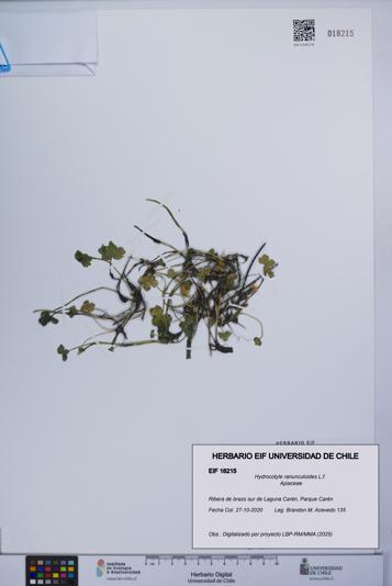 Hydrocotyle ranunculoides [Espécimen: UCH:EIF:0018215]