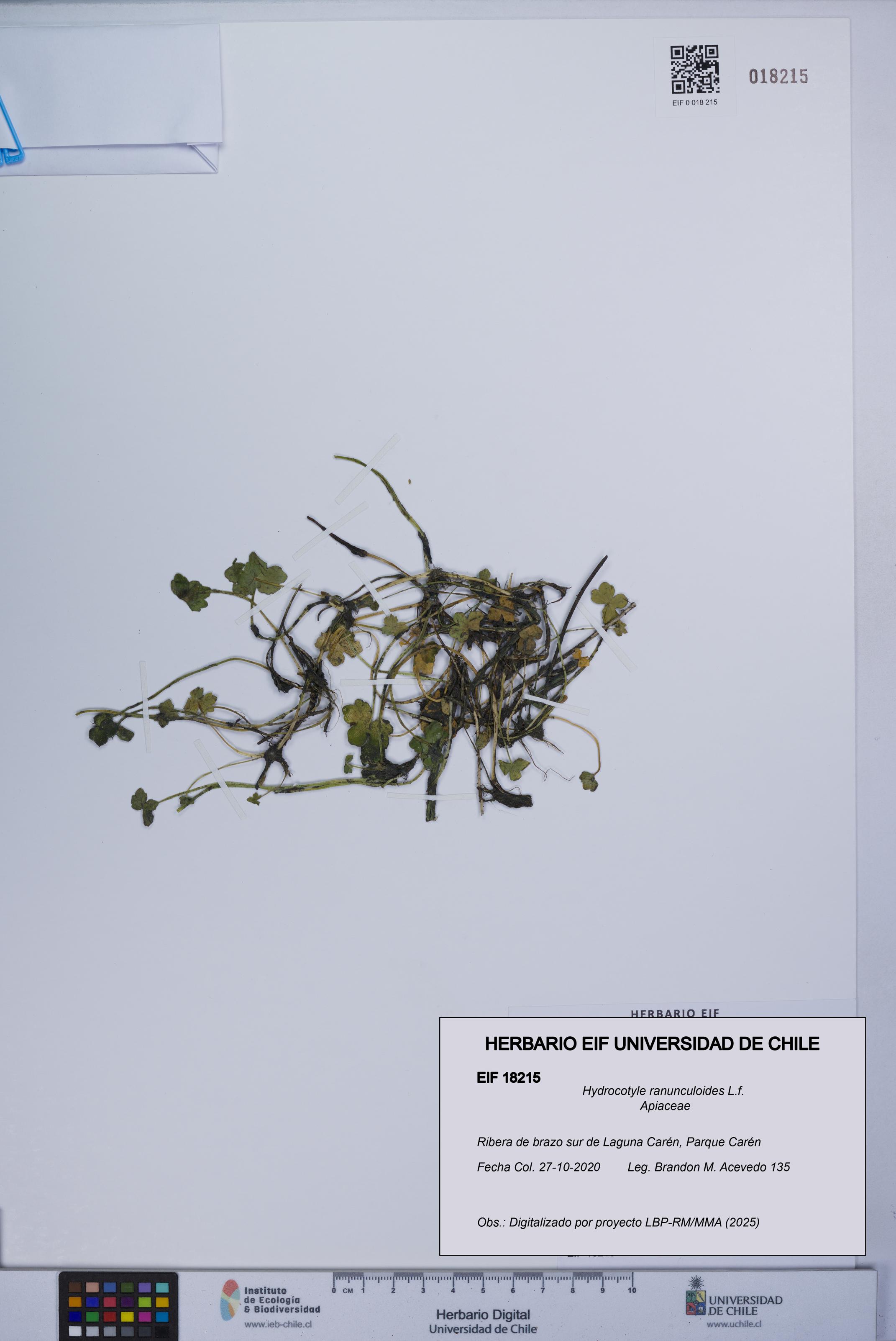 Hydrocotyle ranunculoides [Espécimen: UCH:EIF:0018215]