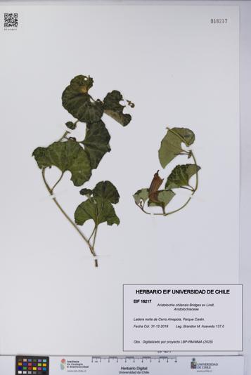 Aristolochia chilensis [Espécimen: UCH:EIF:0018217]
