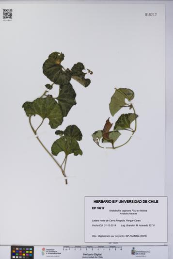 Aristolochia vaginans [Espécimen: ]