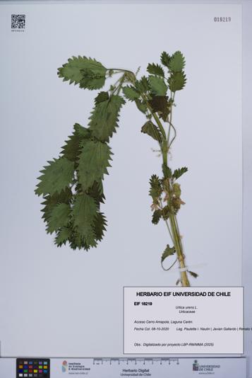 Urtica urens [Espécimen: UCH:EIF:0018219]